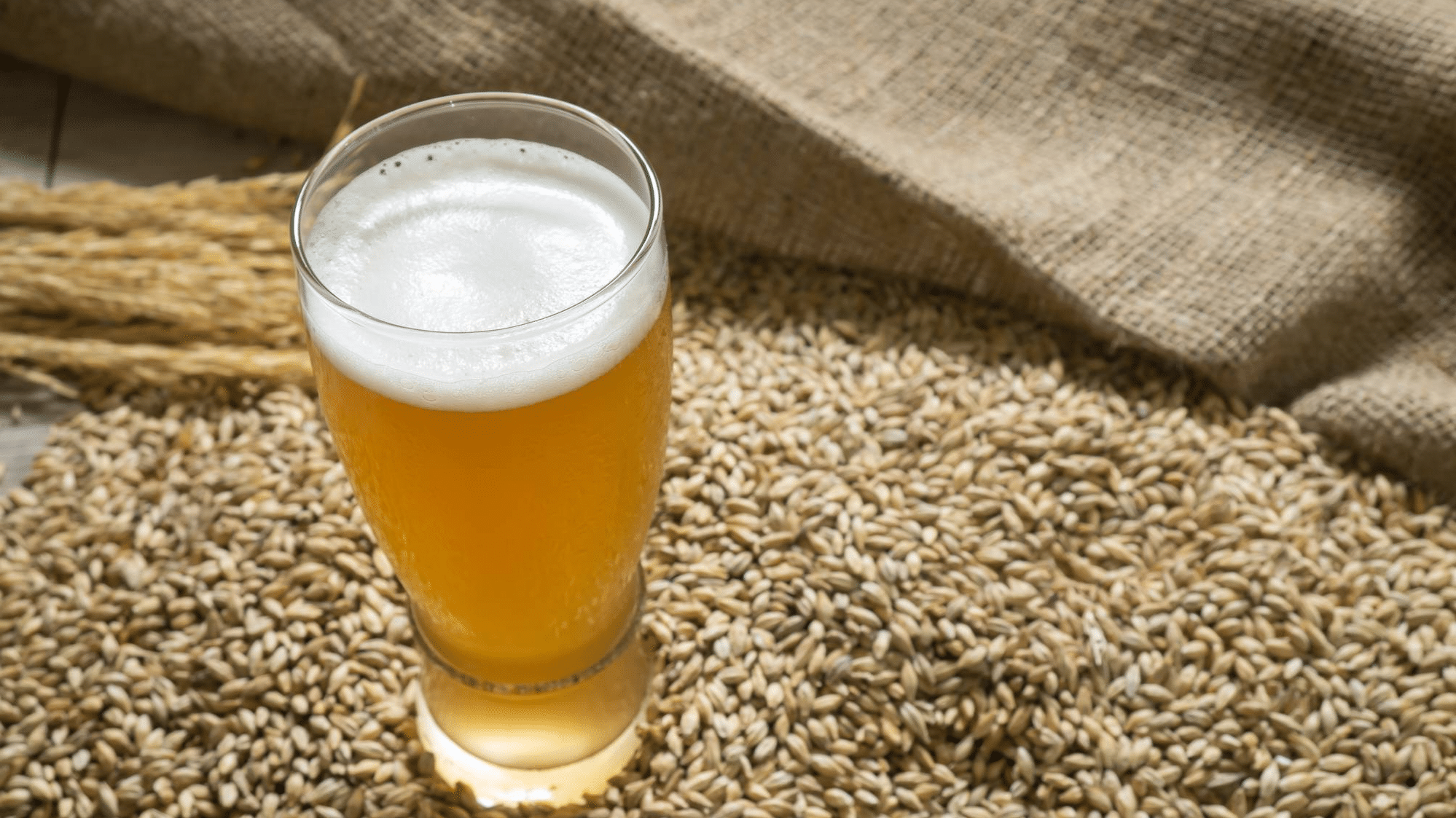 malt ingrédient brassage bière