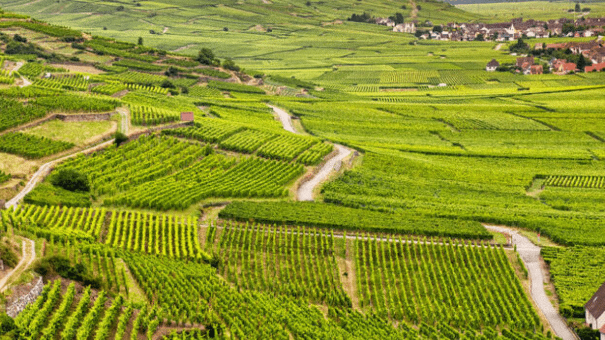 Arthur Metz : la préservation d'une richesse viticole