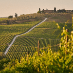 Oenotourisme en France : une expérience unique au cœur des vignobles