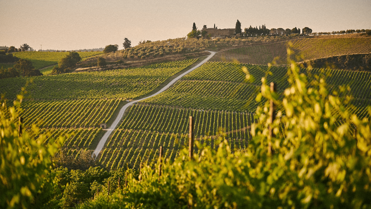 Oenotourisme en France : une expérience unique au cœur des vignobles