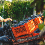 Les vendanges : un événement clé dans la production du vin