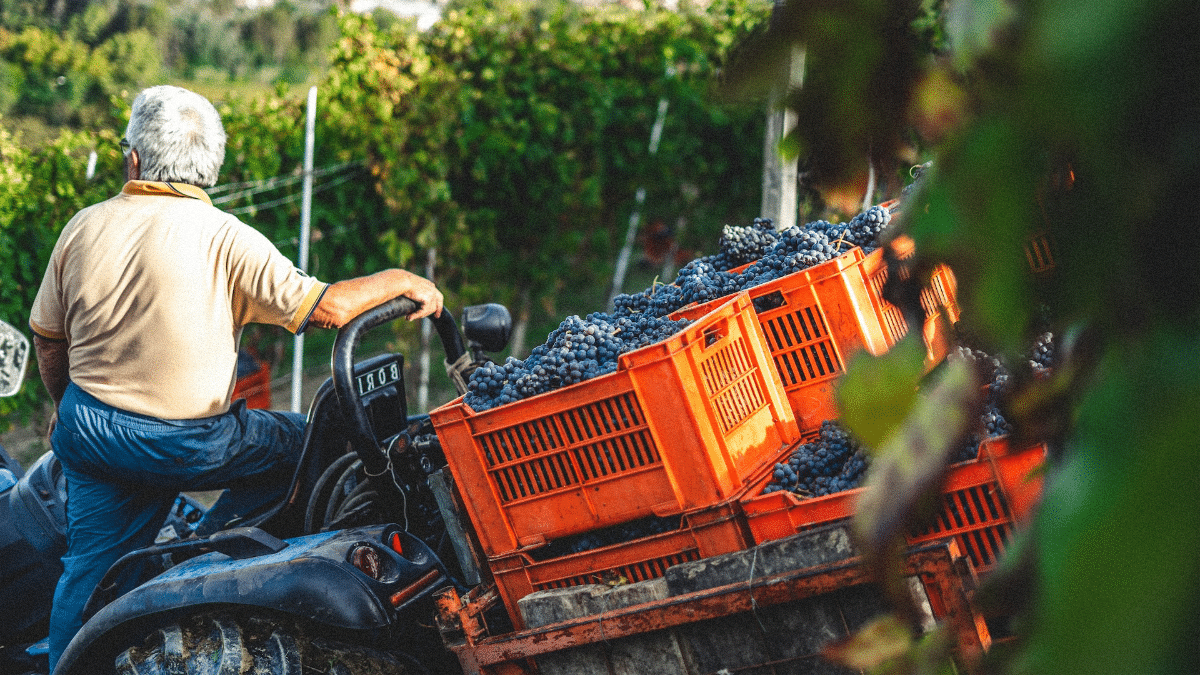 Les vendanges : un événement clé dans la production du vin