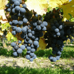 Le cépage Cabernet Franc