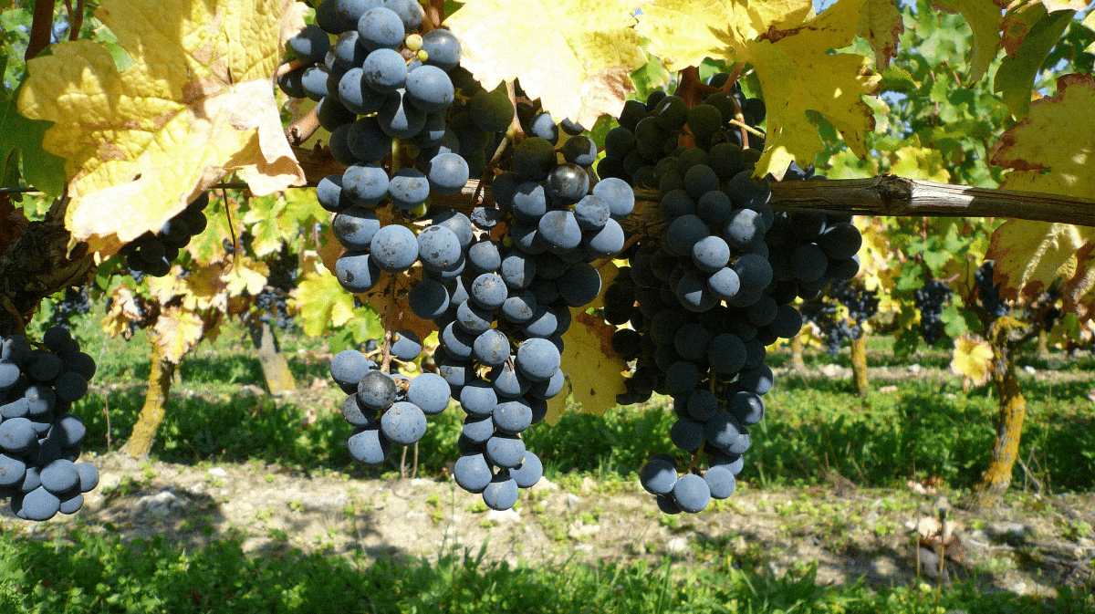 Le cépage Cabernet Franc