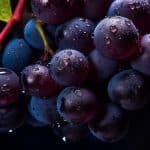 Le cépage Pinot Noir et ses accords mets-vins