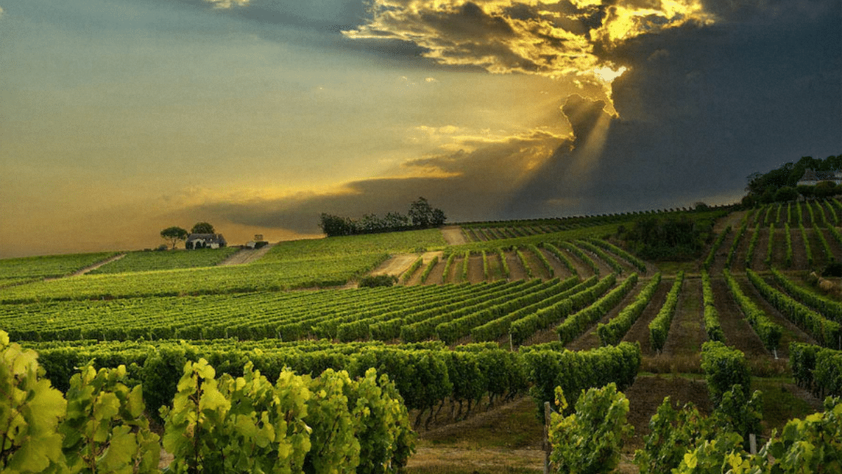 Les domaines viticoles
