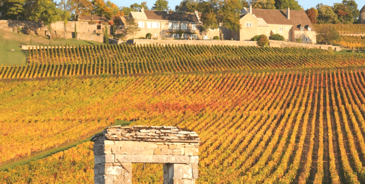 Découvrez les Vins de Bourgogne