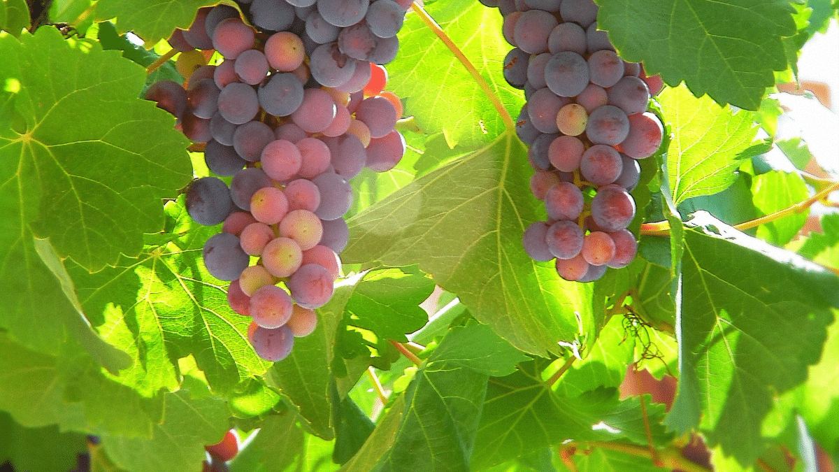 Le cépage Cinsault