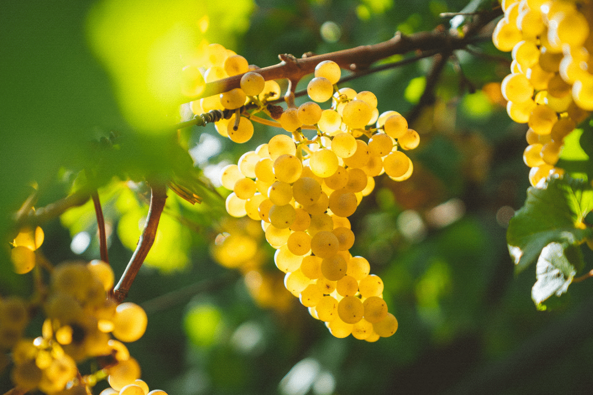 Le cépage Roussanne