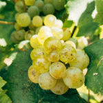 Le cépage Chenin Blanc