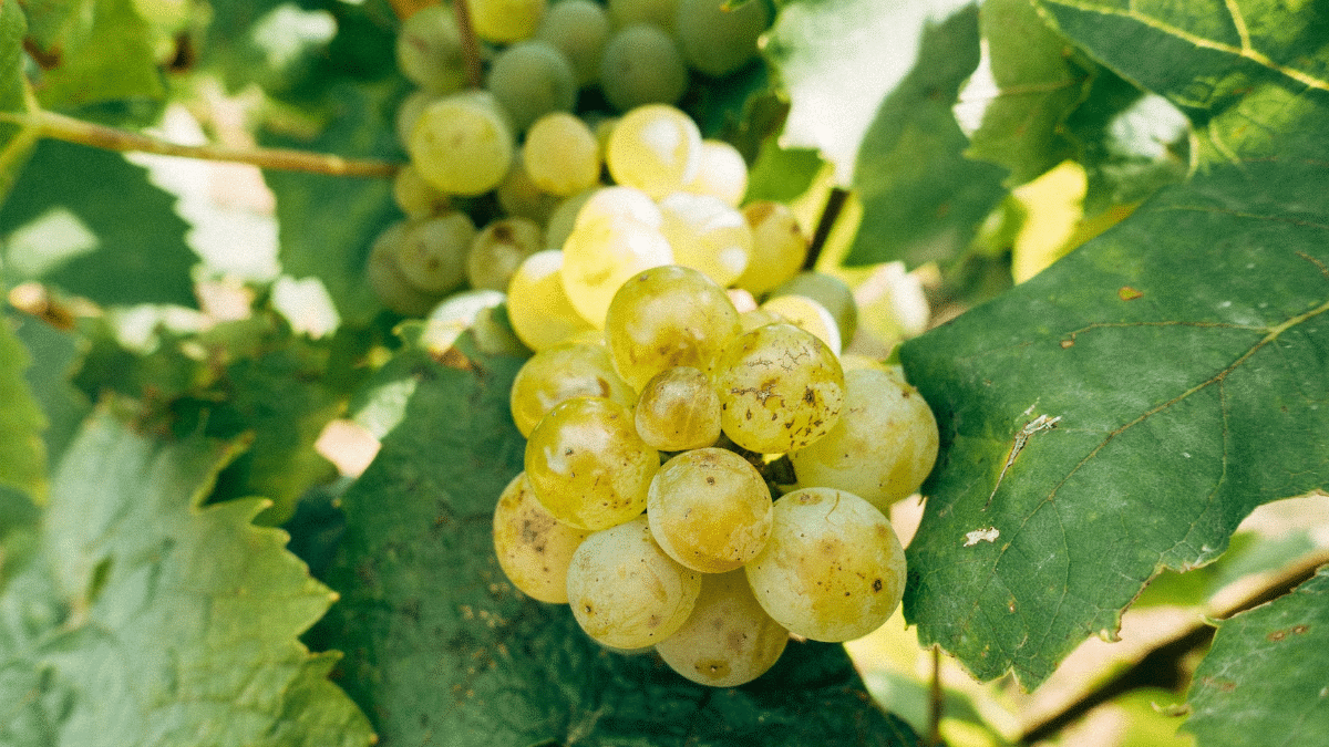 Le cépage Chenin Blanc