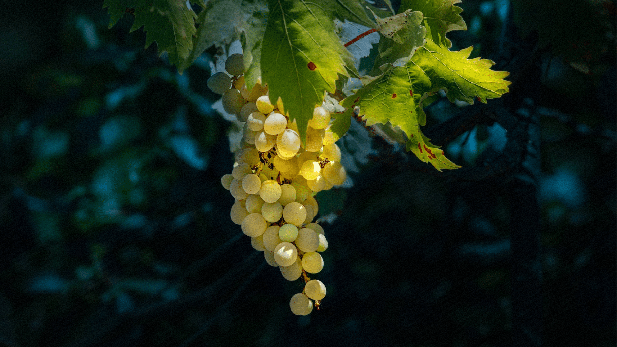 Le cépage blanc Viognier