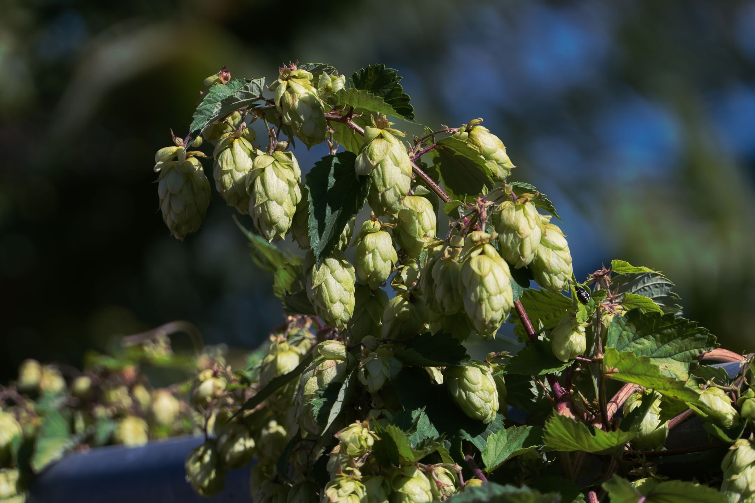 Cônes de houblon sur la plante