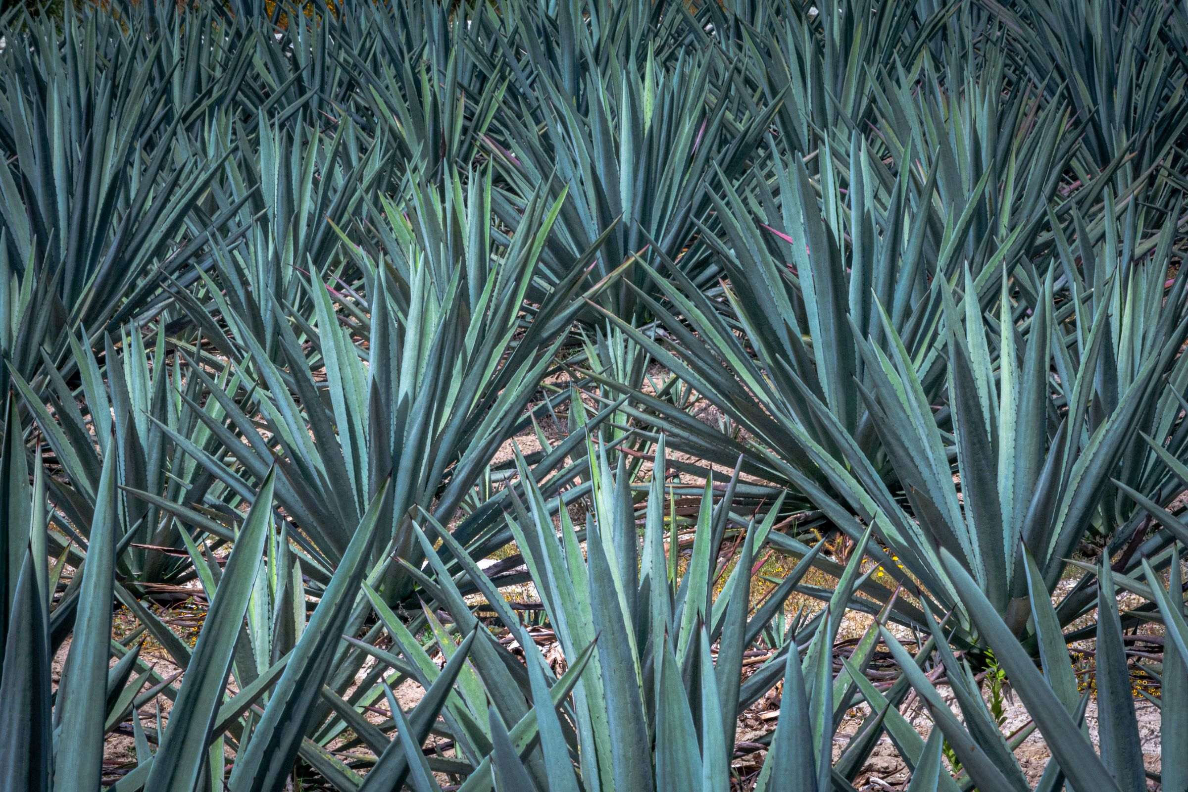 Plants d’agave