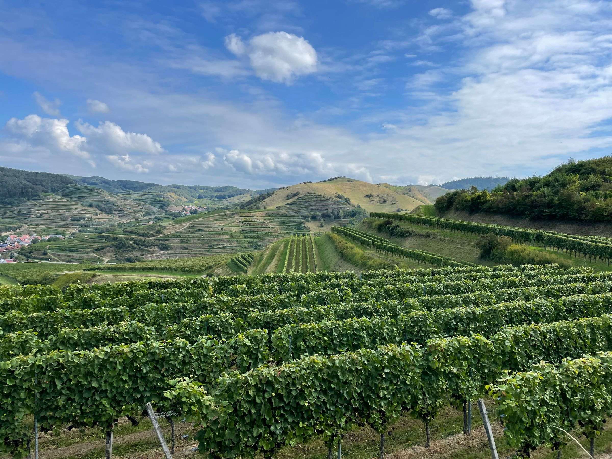 Paysage de vignoble